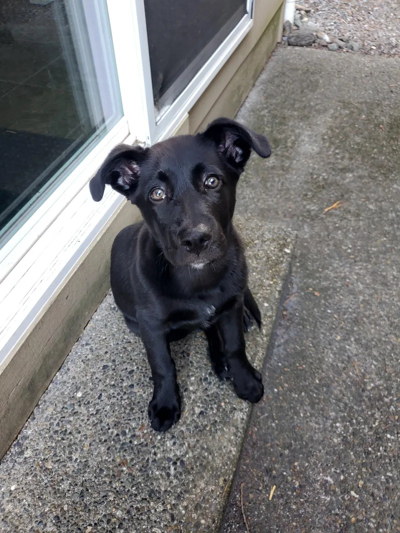 Penny