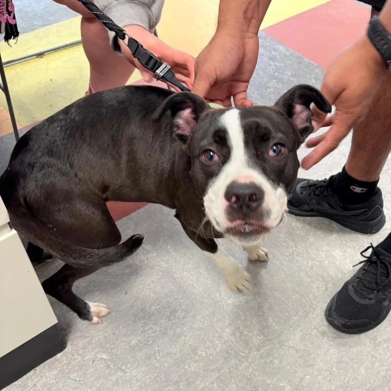 A young medium-sized male Black Mixed Breed dog named Cutlet for adoption in Philadelphia, PA