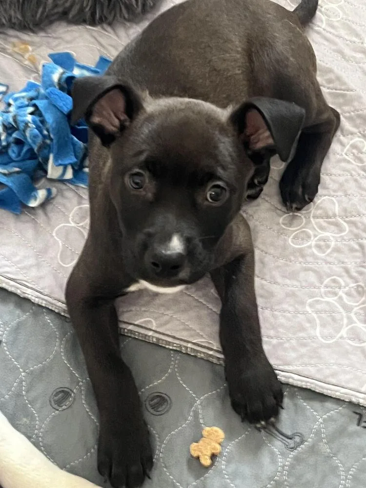 A baby medium-sized male Brown / Chocolate Mixed Breed dog named Reputation for adoption in Clinton Township, MI