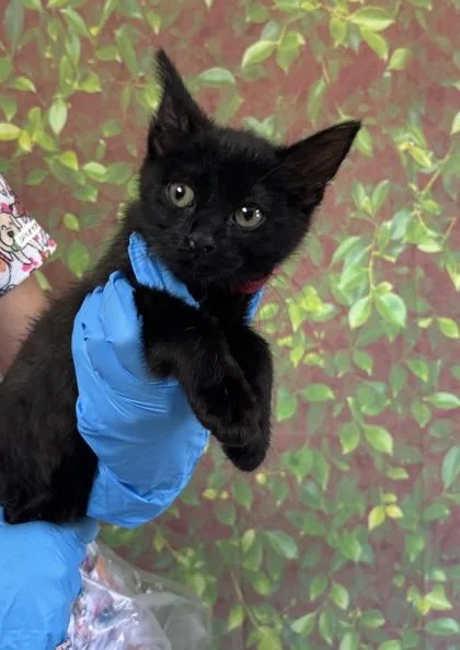 A young small-sized female Domestic Short Hair cat named Cranberry for adoption in San Antonio, TX