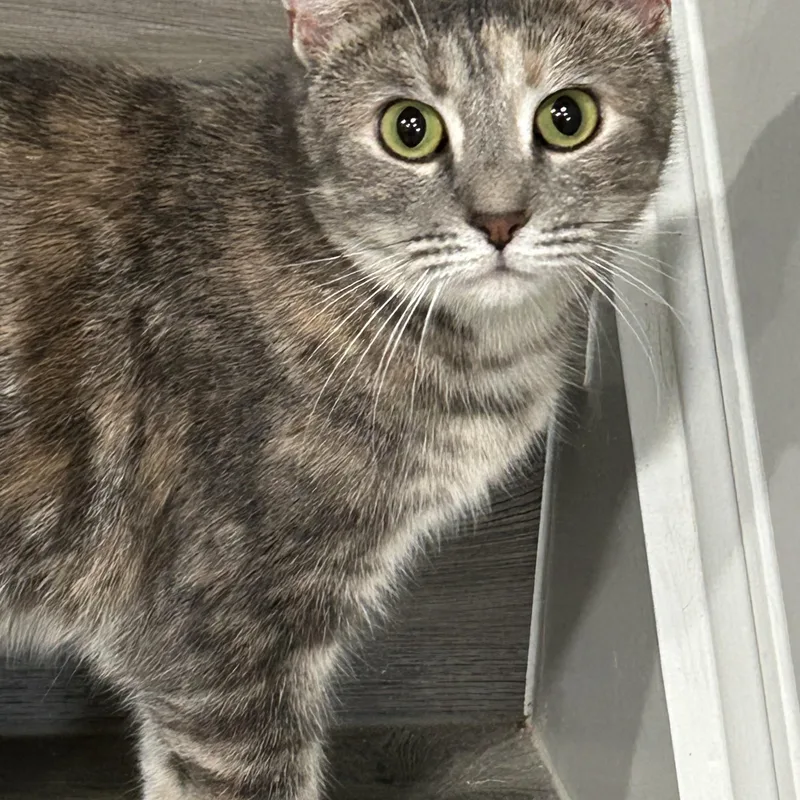 Chito And Manu thumbnail 2