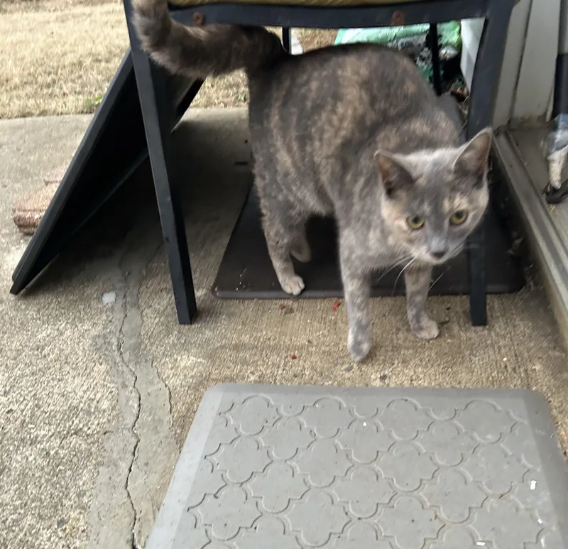 Chito And Manu thumbnail 3