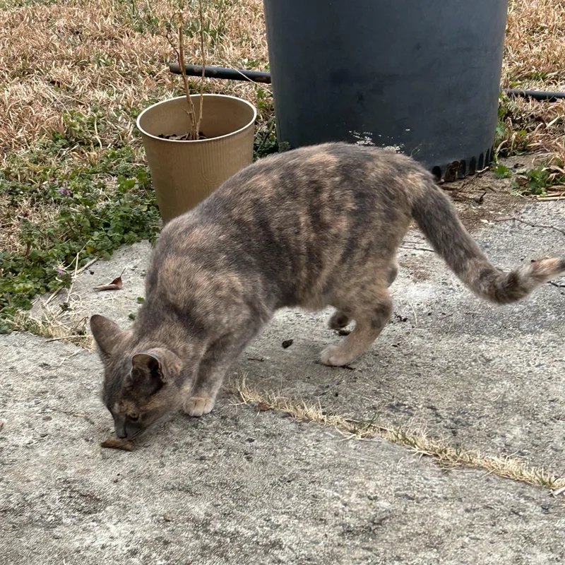 Chito And Manu thumbnail 4