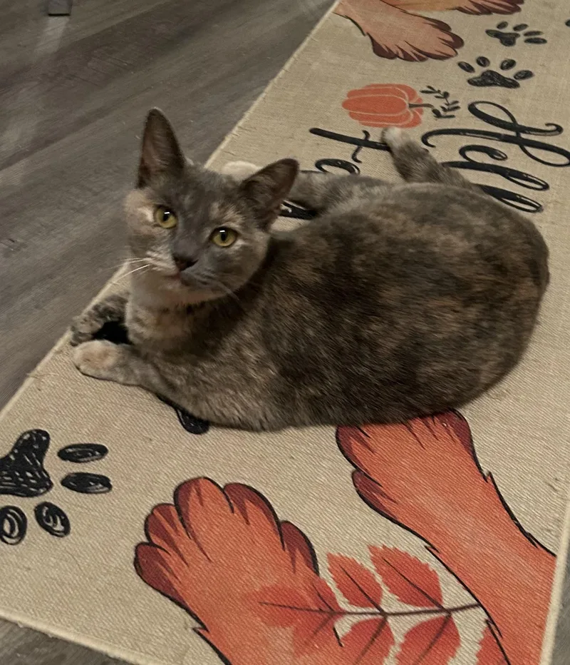 Chito And Manu thumbnail 5