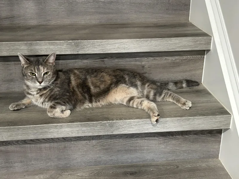 Chito And Manu thumbnail 6