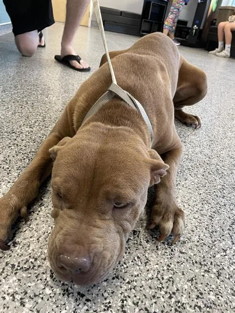 A young medium-sized female Mixed Breed dog named Zarya for adoption in Palmetto, FL