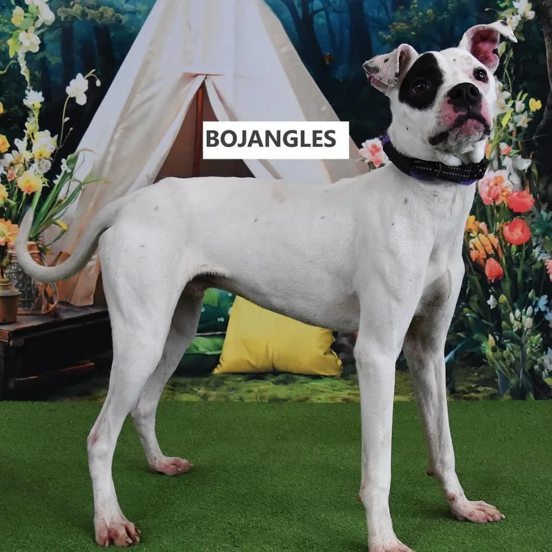 A young medium-sized male White / Cream Boxer dog named Bojangles for adoption in Yuma, AZ