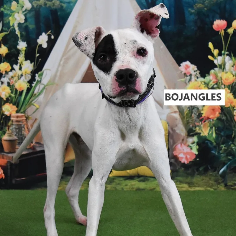 Bojangles thumbnail 2