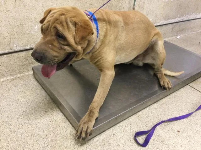 A young medium-sized male Shar-Pei dog named Logan for adoption in Riverside, CA