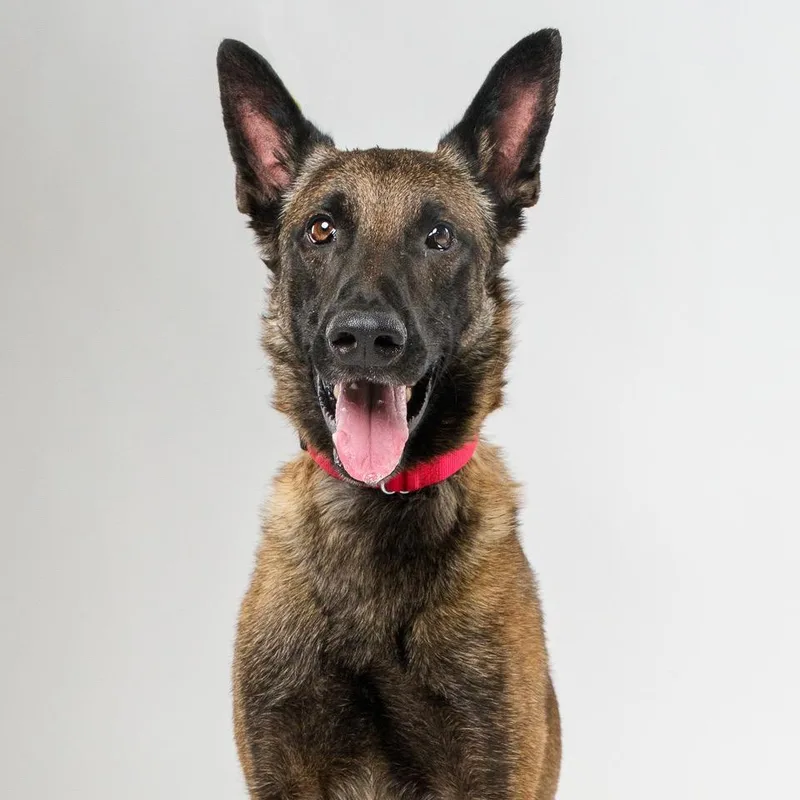 An adult large-sized male Yellow / Tan / Blond / Fawn Belgian Shepherd / Malinois dog named Pancho for adoption in Palm Springs, CA