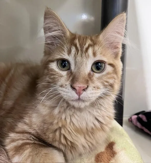 Little Bobby