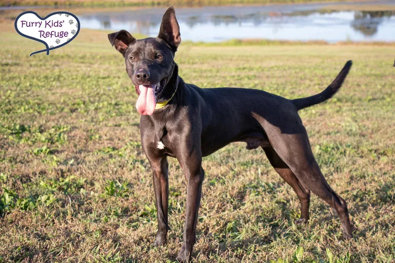 An adult medium-sized male Retriever dog named Doug "Or" for adoption in Lee's Summit, MO