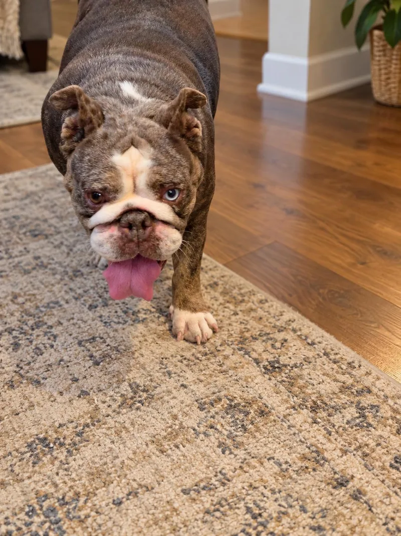 An adult medium-sized female English Bulldog dog named Moana for adoption in Fiddletown, CA