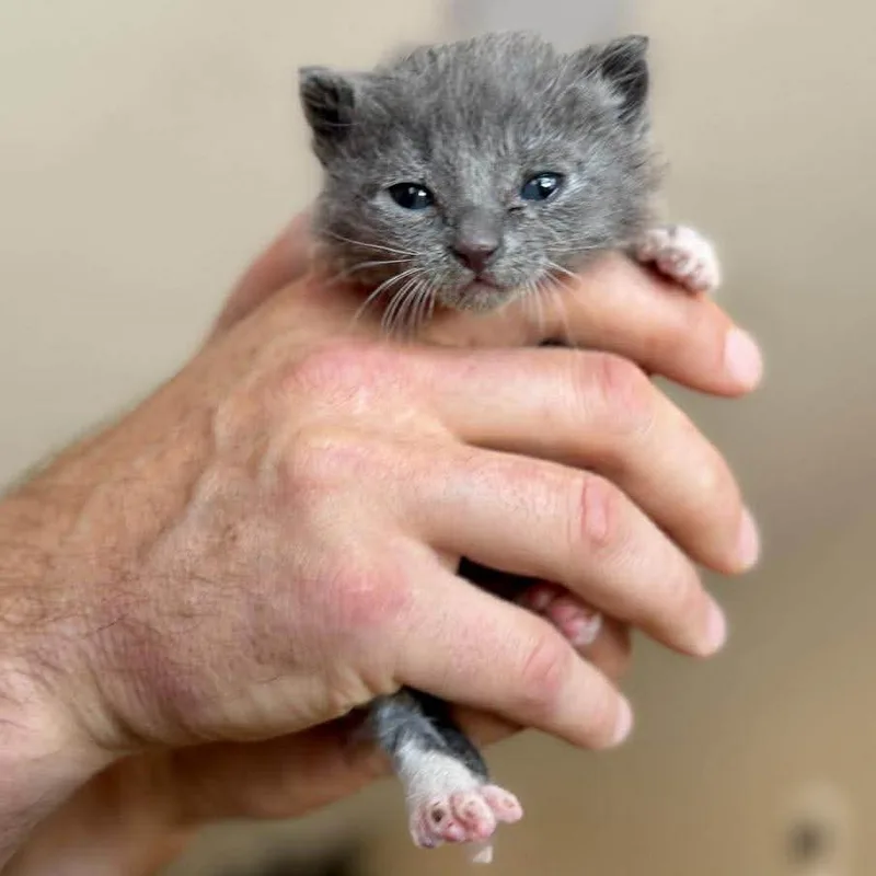 A baby small-sized male Gray / Blue / Silver Domestic Short Hair cat named Basel for adoption in Ramona, CA