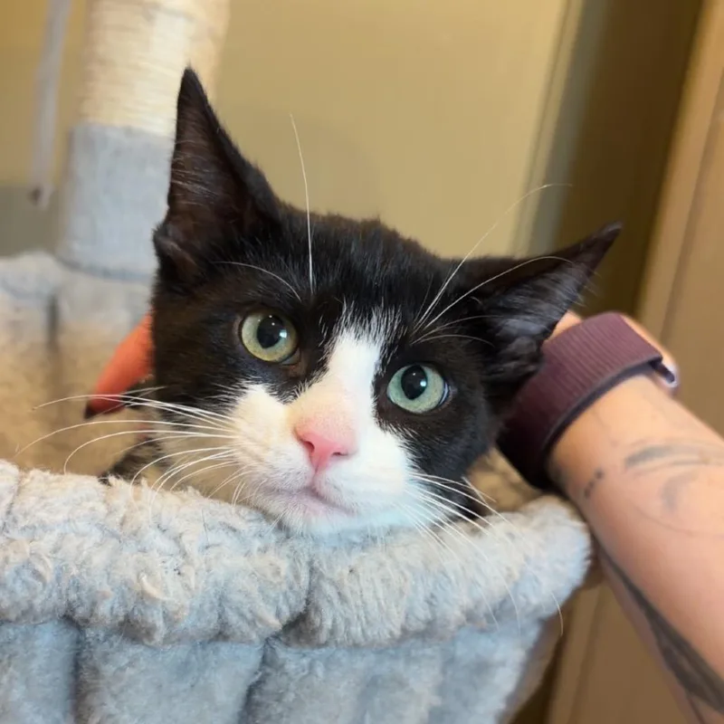 A baby small-sized male Brown / Chocolate Domestic Short Hair cat named Bruce for adoption in Saint Charles, MO