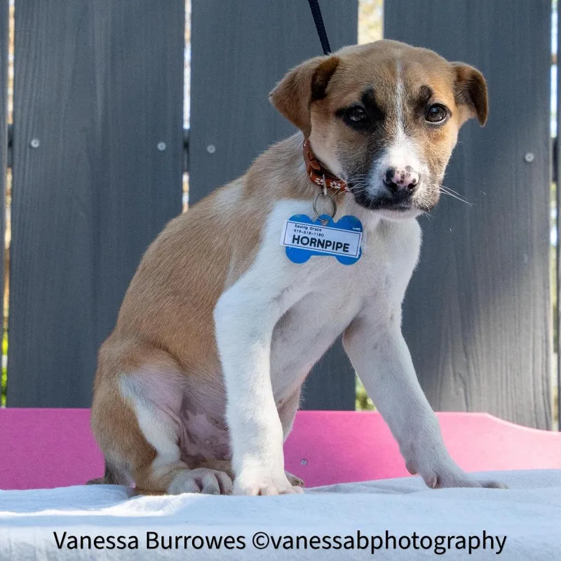 Hornpipe thumbnail 2