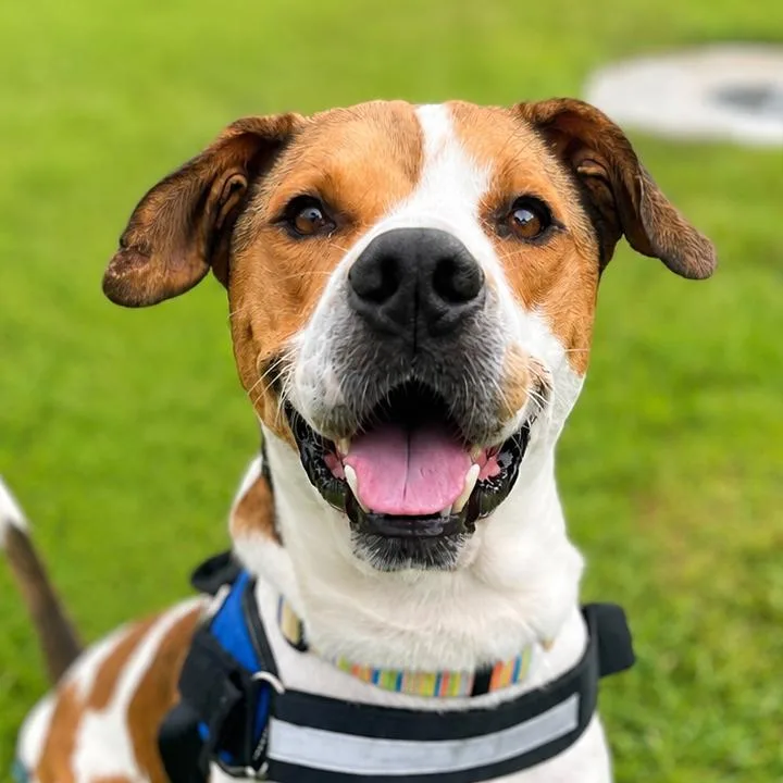 An adult medium-sized male White / Cream Mixed Breed dog named Pee Wee for adoption in Bradenton, FL