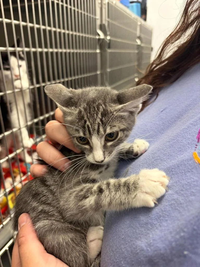 A baby medium-sized female Domestic Short Hair cat named ? for adoption in Republic, MO