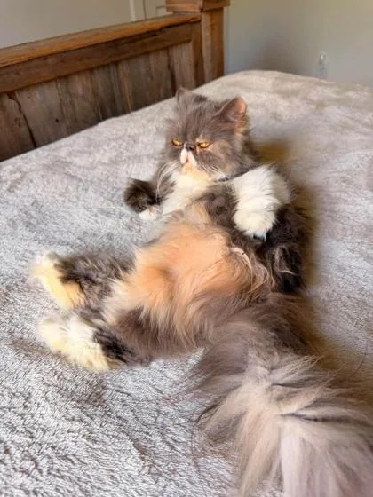 An adult medium-sized female Persian cat named Willow for adoption in Fort Worth, TX
