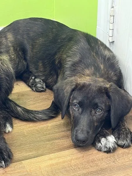 A baby large-sized female Hound dog named Sue for adoption in Cleveland, TN