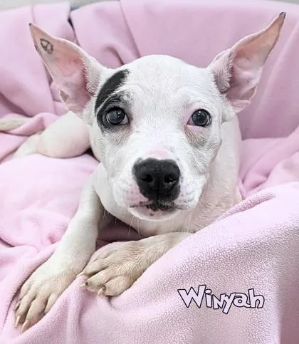 Winyah
