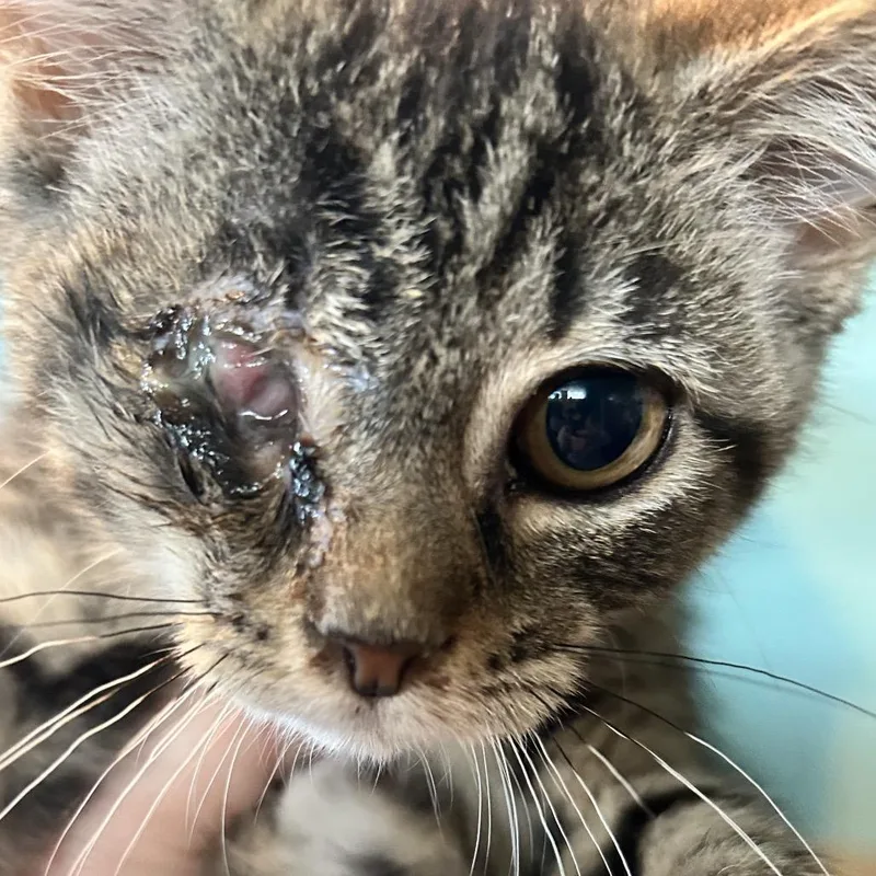 A baby small-sized female Brown / Chocolate Domestic Short Hair cat named Scout for adoption in Irwin, PA
