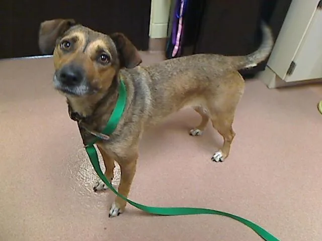 An adult medium-sized female German Shepherd Dog dog named Pattie for adoption in Cookeville, TN