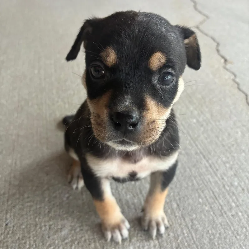 Piglet