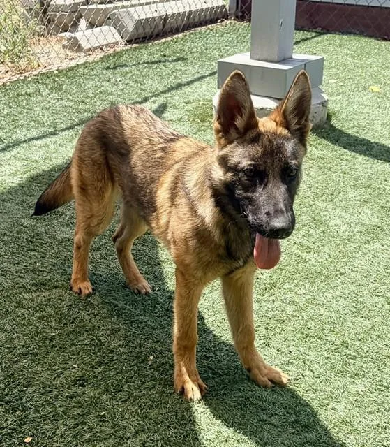 A young large-sized female German Shepherd Dog dog named Anne for adoption in Salinas, CA