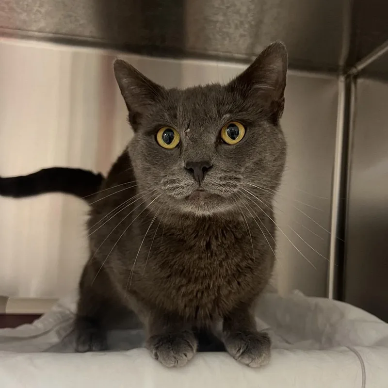 An adult medium-sized male Gray / Blue / Silver Domestic Short Hair cat named Tom for adoption in Hendersonville, NC