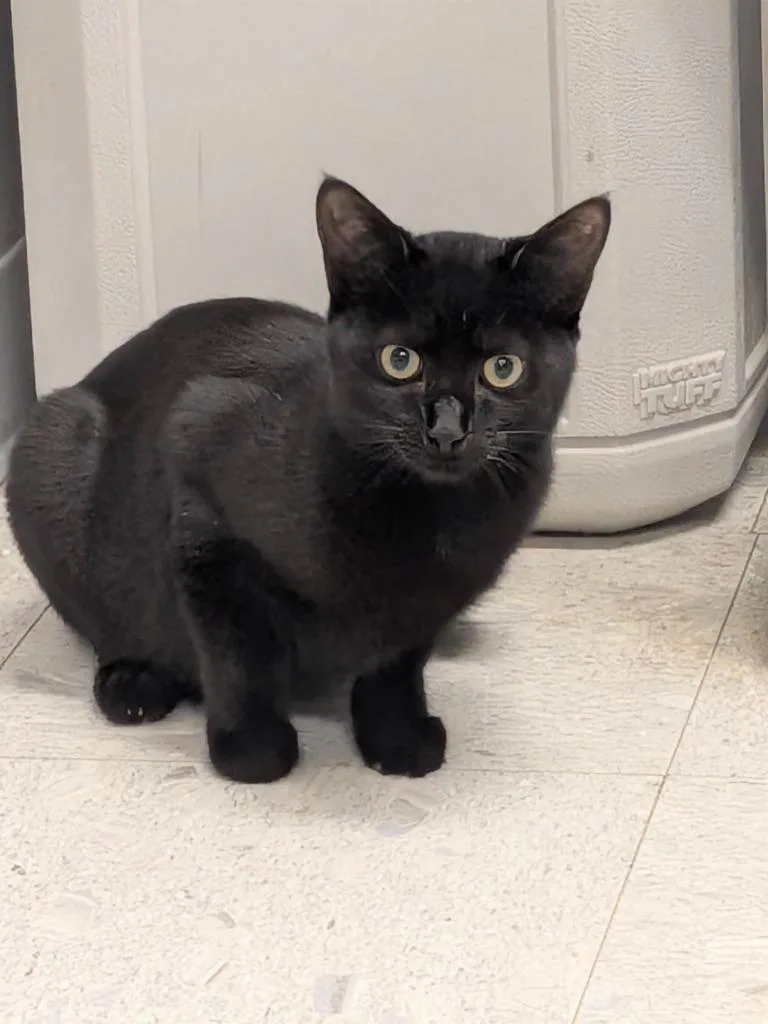 A baby medium-sized male Domestic Short Hair cat named Jesse for adoption in Sandusky, OH