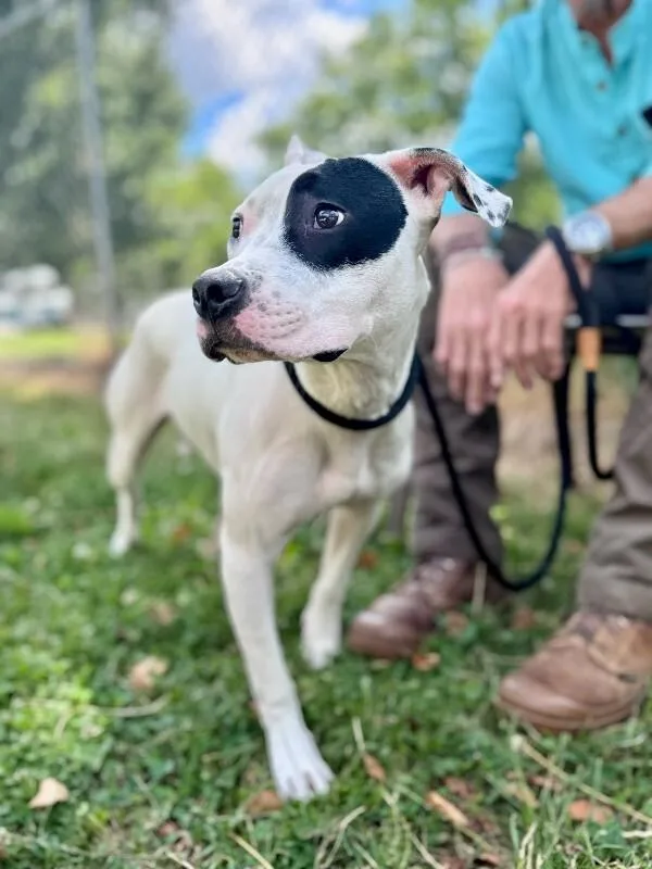An adult medium-sized female White / Cream Mixed Breed dog named Rachel for adoption in Wooster, OH