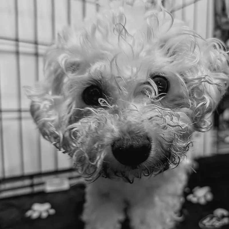 A senior small-sized female White / Cream Bichon Frise dog named Spaghetto for adoption in Newton, IA