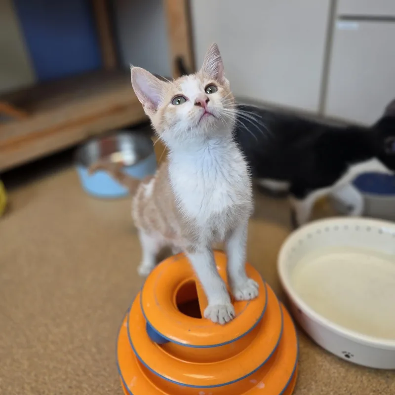 A young small-sized male Orange & White Domestic Short Hair cat named Chip for adoption in Brookings, SD