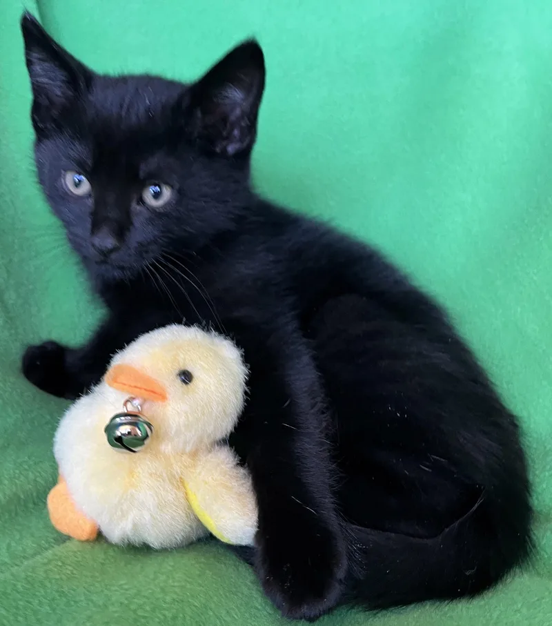 A baby medium-sized female Domestic Short Hair cat named Queenie for adoption in Hood RIver, OR