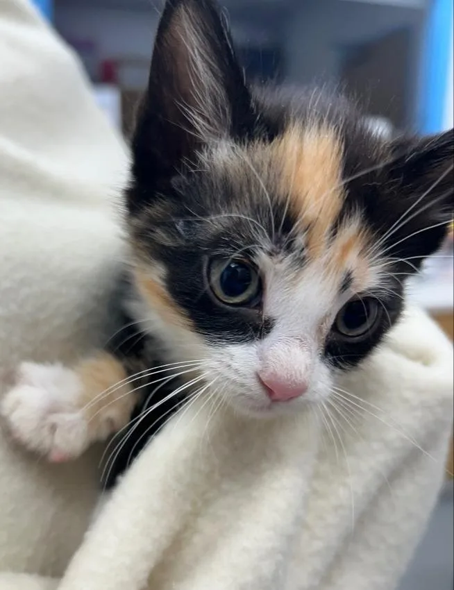 A baby small-sized female Domestic Short Hair cat named Dj for adoption in Hartsville, SC