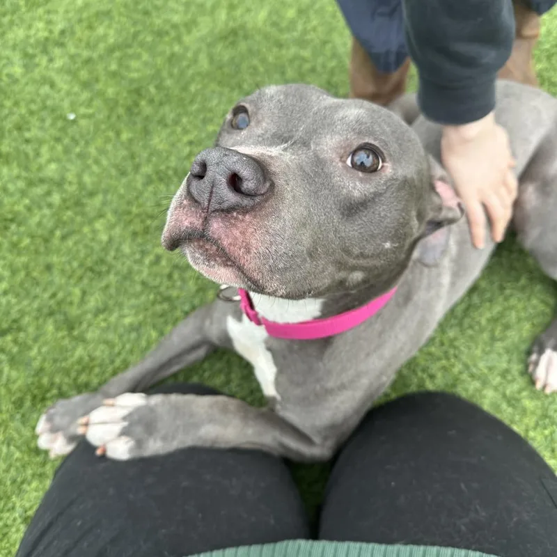 Mandarin thumbnail 4