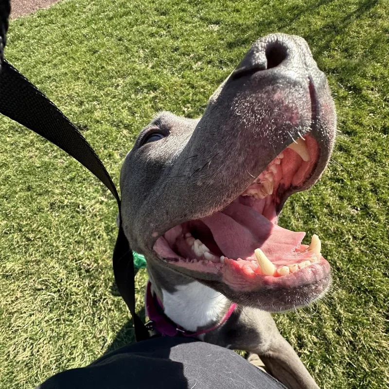 Mandarin thumbnail 6