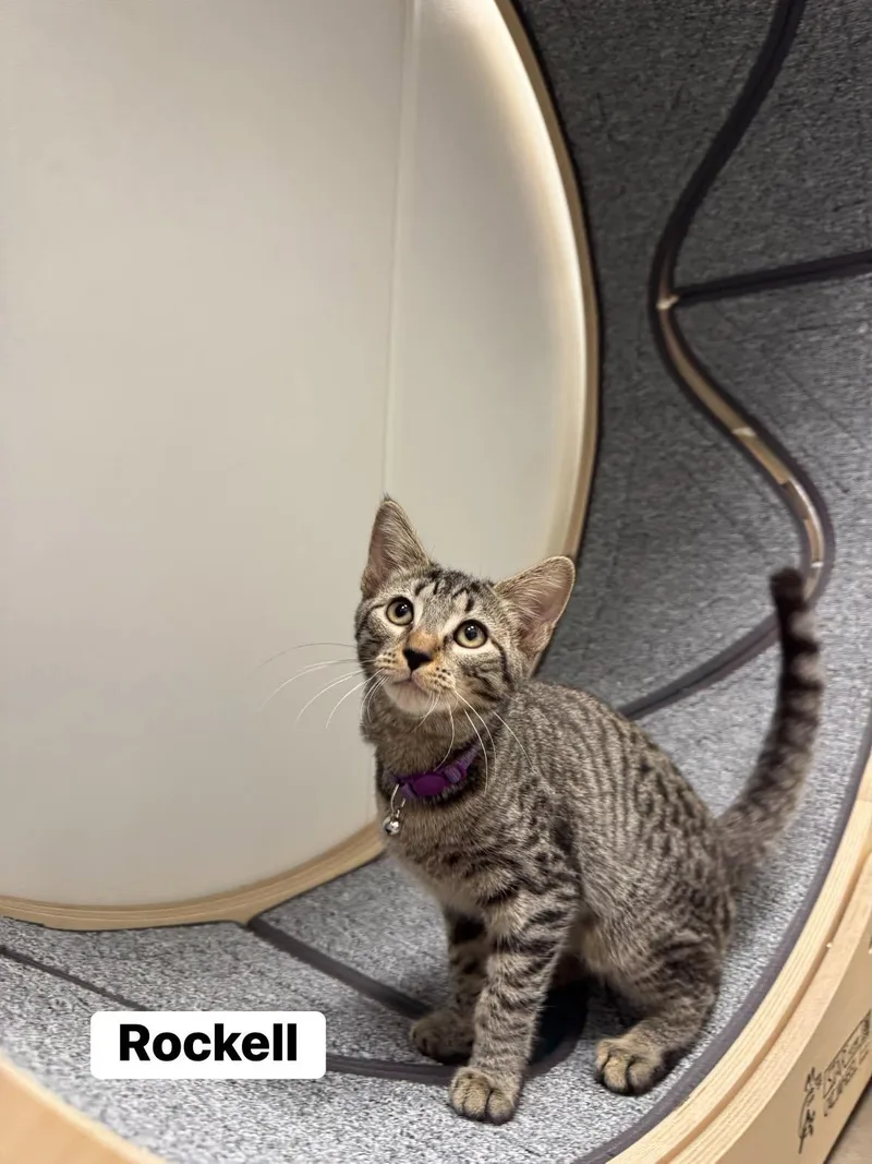 A baby medium-sized female Tabby (Brown / Chocolate) Domestic Short Hair cat named Rockell for adoption in Staten Island, NY