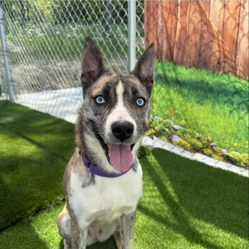 An adult medium-sized female Mixed Breed dog named Darcy for adoption in Warren, OH