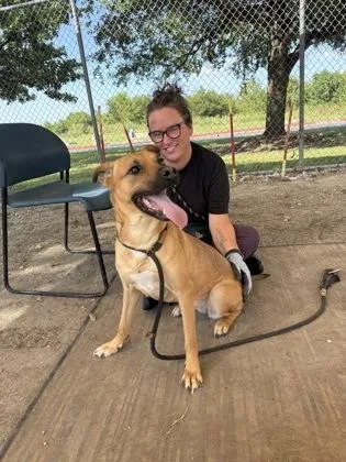An adult medium-sized female Apricot / Beige Mixed Breed dog named Glacier for adoption in Georgetown, TX