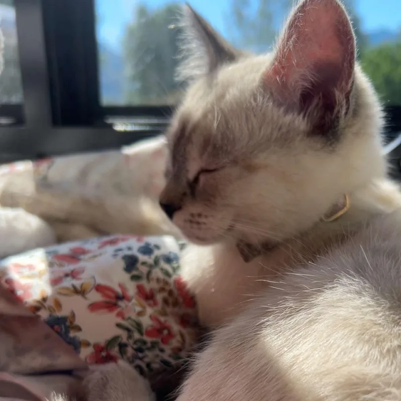 Loba & Baby G thumbnail 3