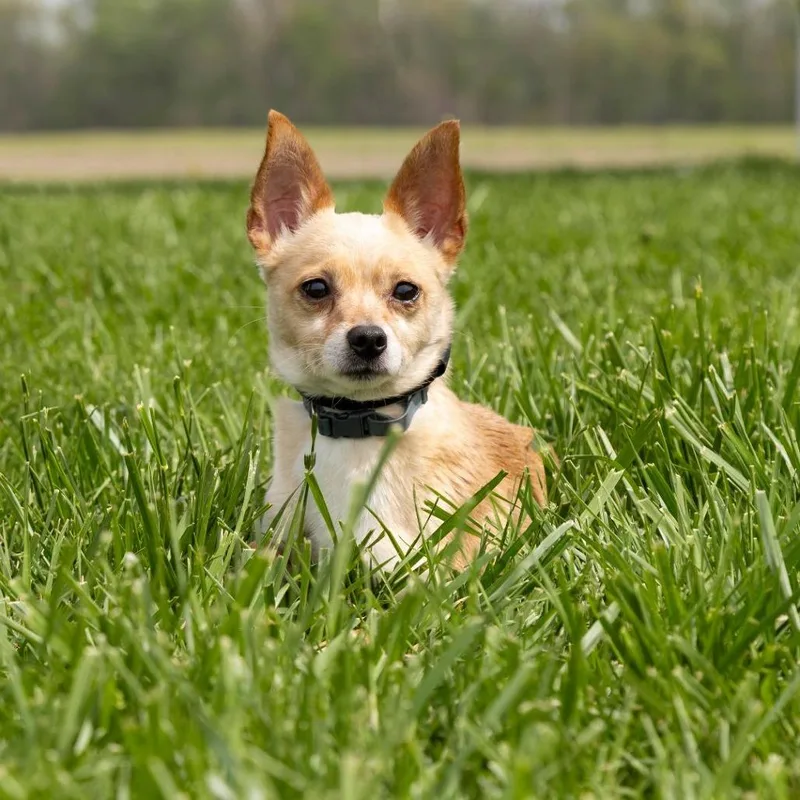 An adult small-sized male White / Cream Mixed Breed dog named Jasper for adoption in Troy, IL