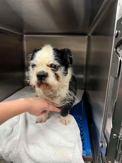 An adult small-sized male Terrier dog named Kharter for adoption in Bowling Green, KY
