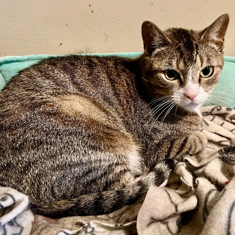 A young medium-sized female Tabby (Brown / Chocolate) Domestic Short Hair cat named Tiki for adoption in Cranford, NJ