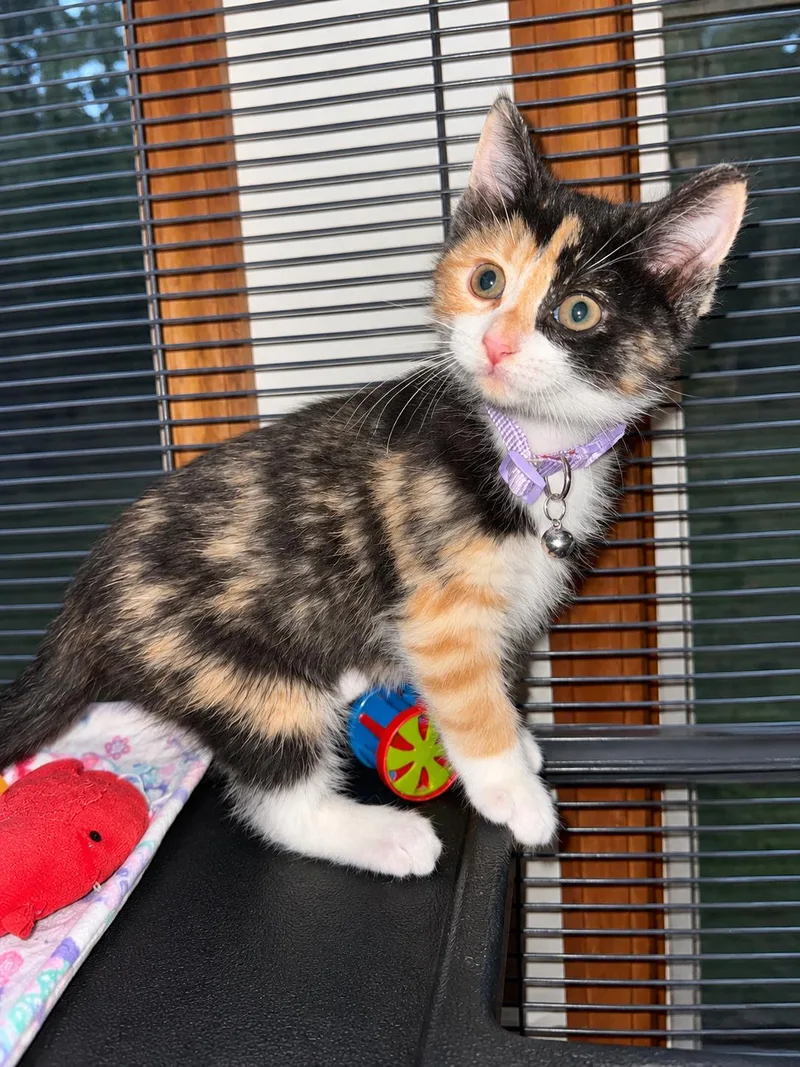 A baby small-sized female Calico Domestic Short Hair cat named Wednesday for adoption in Hartland, MI