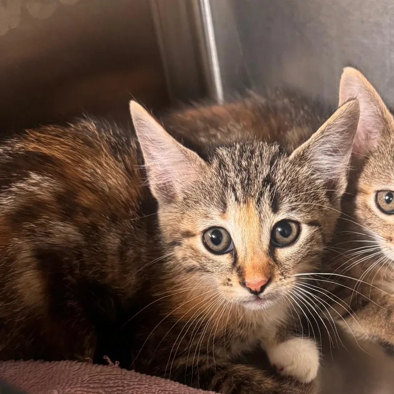 A baby small-sized female Brown / Chocolate Domestic Short Hair cat named Lisa for adoption in Starkville, MS