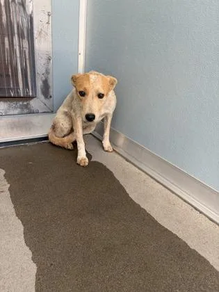 A young medium-sized female Cattle Dog dog named Rosali for adoption in Fresno, CA