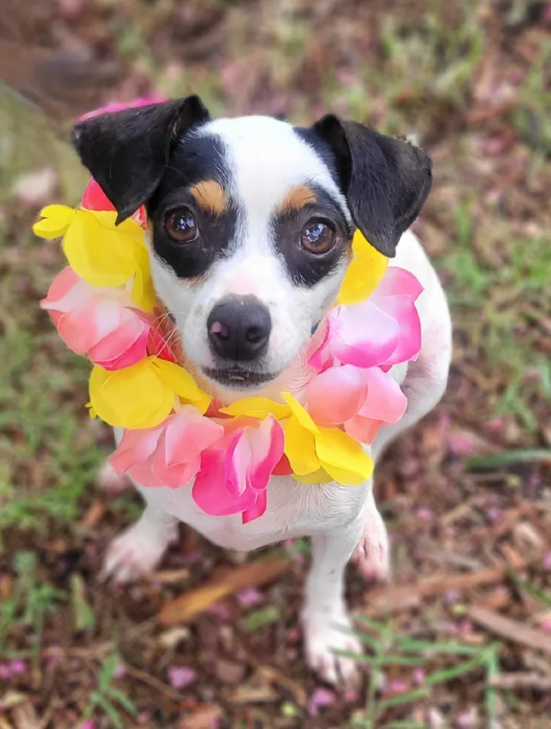 A young small-sized female Jack Russell Terrier dog named Hannah Banana for adoption in Vernon, TX
