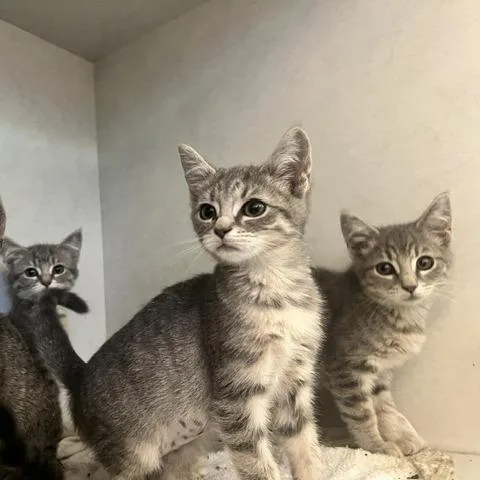 A baby small-sized female Gray / Blue / Silver Domestic Short Hair cat named Misty for adoption in Dayton, OH